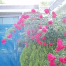 덩쿨여관 Daum카페
