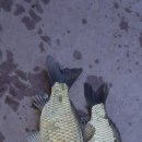 종점낚시 이미지