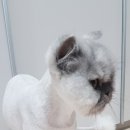 귀엽개귀엽냥 이미지