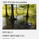 강성은꽃 이미지