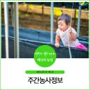 일경축산 | 주간 농사정보(2018. 09. 16 ~ 22. ) 수확을 앞두고