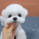 몽크의 아뜰리에 | 말티즈 미용 곰돌이 컷 송파 위례 [몽크의 아뜰리에]에서 했어요!