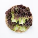 상추 카카오 검색결과