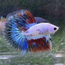 피쉬갤러리 천안점 이미지