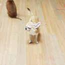 뽀송이네