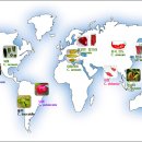 고추의 역사이야기 이미지