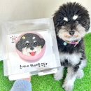 까까가개 | 수원 강아지 케이크 매교동 수제간식 까까가개 당일 예약 주문제작 생일파티 후기