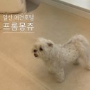 프롬몽쥬 | [일산 애견호텔] &#39;프롬몽쥬&#39; 신혼여행 장기 호텔링 찐 후기 (내돈내산)