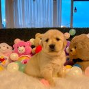 멍품 강아지분양 본점 이미지