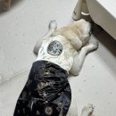 아이도그 | 도그아이 강아지 한복 후기｜대형견 식혜도 입은 남아 금화단 한복 (급할 때 딱!)