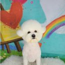 포미펫샵 이미지