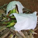 부춘농장 이미지