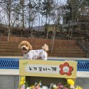 체리몽애견풀빌라