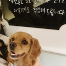두젠틀 이미지
