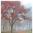 11/20(일) 안개가 자욱한 덕산 메타세콰이어길&amp;아이리스카페 이미지