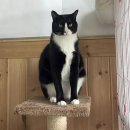 카라타워 이미지