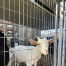 쑥먹은 염소 이미지