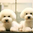 루이비숑 이미지