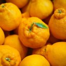 대은농장 | 제주 한라봉, 이번 시즌 정말 많이 먹어봤어요