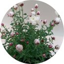 로단테(Rhodanthe) 이미지