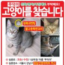 서울시 강남구 청담동에서 고양이를 찾습니다! 이미지