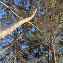 서봉산 산림욕장 2 이미지