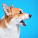 부산애견미용 이미지