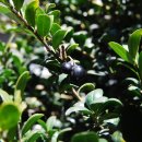 성읍초등학교 수목 목록 이미지