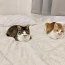 1127 이미지