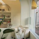 ZOO동물병원 | [천안 성정동 애견미용] 진심이닿다: 별점 4.82가 증명하는 성정동 가위컷 &amp; 오존수 스파 맛집