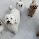 하울팟 위례점 이미지