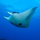 아싸가오리 이미지