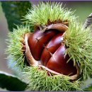 더프레즌트