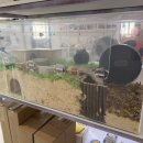 햄스터 분양 햄스터월드 이미지