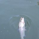 양벌낚시터 이미지