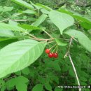 산수황토방
