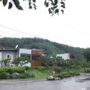 세모난나무2 이미지