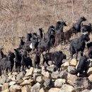 밀양흑염소 이미지