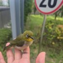 경남야생동물구조센터 | [동박새 탐조] 더위먹은 새줍한 썰 푼다