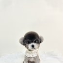 마릴린펫 이미지