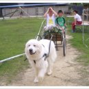 마한애견 이미지