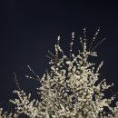 세븐일레븐 세종전통시장점 | 세종에서 봄을 느끼는 방법🌱🌸💐🍓 (세종전통시장, 호수공원 피크닉, 따봉시래기, 이오김밥, 사리원면옥)