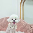 원펫살롱 이미지