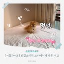 렌즈타운 홍대입구점 | [서울/마포] 홍대 애견동반 가능한 서울호텔, 모리와...머문 '로컬스티치 크리에이터 타운 서교' 솔직 후기