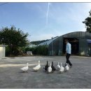 전평원 참한고기 이미지