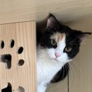 동물보육원 이미지