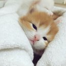 [스토리펀딩] 🐱유기동물들에게도 자유와 행복을 전할 카라 파주센터를 함께 만들어주세요🐶 이미지