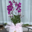 선산중앙로-1 이미지