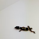 와이엔케이 네이버블로그