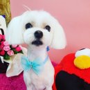 도그스푼 이미지